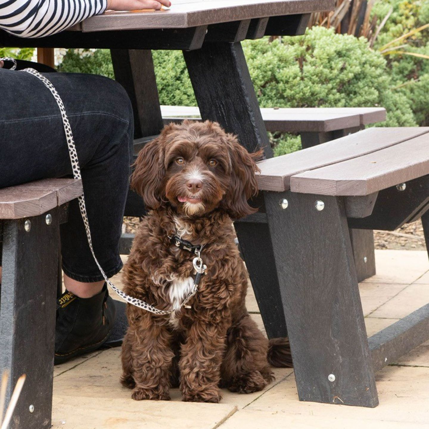 Your local dog friendly pub in Welwyn Garden City